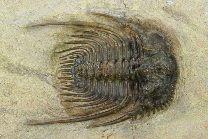 Leonaspis Trilobite - Lghaft, Morocco #131330